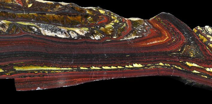 Polished Tiger Iron Stromatolite - ( Billion Years) #65330